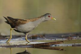 Zielonka - Zapornia parva - Little Crake