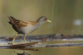 Zielonka - Zapornia parva - Little Crake