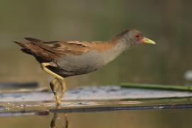 Zielonka - Zapornia parva - Little Crake