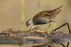 Zielonka - Zapornia parva - Little Crake