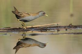 Zielonka - Zapornia parva - Little Crake