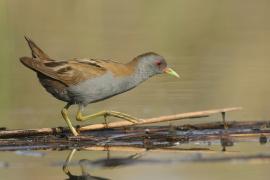 Zielonka - Zapornia parva - Little Crake