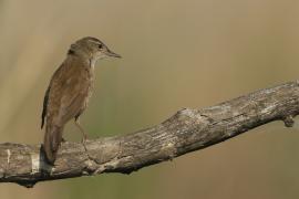 Brzęczka - Locustella luscinioides - Savi's Warbler