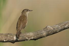 Brzęczka - Locustella luscinioides - Savi's Warbler