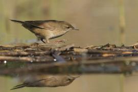 Brzęczka - Locustella luscinioides - Savi's Warbler