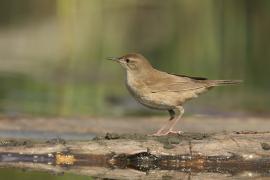 Brzęczka - Locustella luscinioides - Savi's Warbler