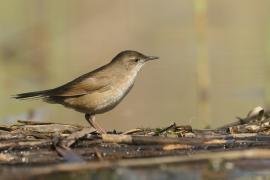 Brzęczka - Locustella luscinioides - Savi's Warbler