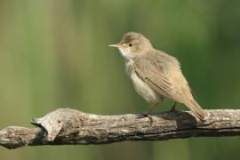 Trzcinniczek - Acrocephalus scirpaceus - Common Reed Warbler