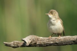 Trzcinniczek - Acrocephalus scirpaceus - Common Reed Warbler