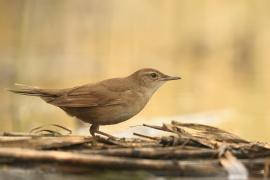Brzęczka - Locustella luscinioides - Savi's Warbler