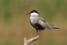 Rybitwa białowąsa - Chlidonias hybrida - Whiskered Tern