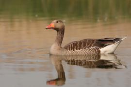 Gęgawa - Anser anser - Greylag Goose