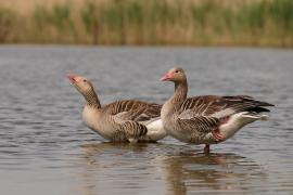 Gęgawa - Anser anser - Greylag Goose