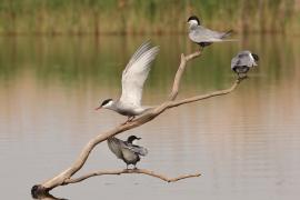 Rybitwa białowąsa - Chlidonias hybrida - Whiskered Tern