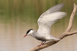 Rybitwa białowąsa - Chlidonias hybrida - Whiskered Tern