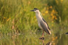 Ślepowron - Nycticorax nycticorax - Black-crowned Night-Heron