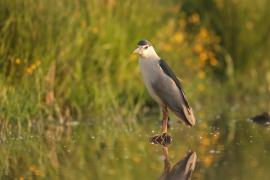 Ślepowron - Nycticorax nycticorax - Black-crowned Night-Heron