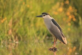 Ślepowron - Nycticorax nycticorax - Black-crowned Night-Heron