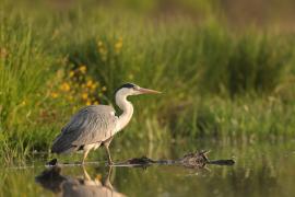 Czapla siwa - Ardea cinerea -Grey Heron