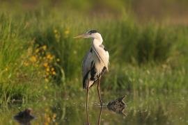 Czapla siwa - Ardea cinerea -Grey Heron