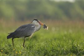 Czapla siwa - Ardea cinerea -Grey Heron