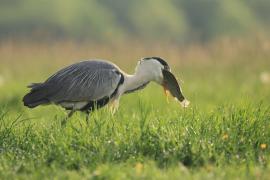 Czapla siwa - Ardea cinerea -Grey Heron