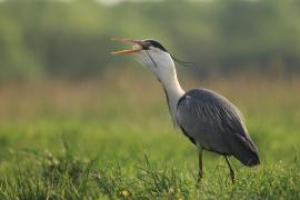 Czapla siwa - Ardea cinerea -Grey Heron