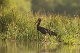 Bocian czarny - Ciconia nigra - Black Stork