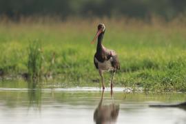 Bocian czarny - Ciconia nigra - Black Stork