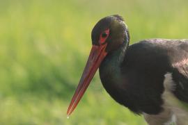 Bocian czarny - Ciconia nigra - Black Stork