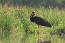 Bocian czarny - Ciconia nigra - Black Stork