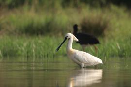 Warzęcha - Platalea leucorodia - Eurasian Spoonbill