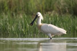 Warzęcha - Platalea leucorodia - Eurasian Spoonbill