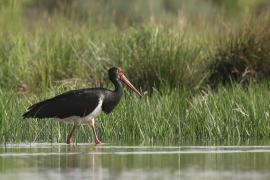 Bocian czarny - Ciconia nigra - Black Stork