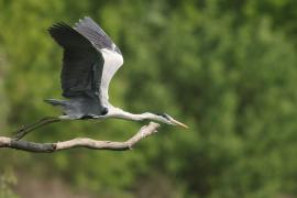Czapla siwa - Ardea cinerea -Grey Heron