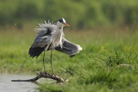 Czapla siwa - Ardea cinerea -Grey Heron