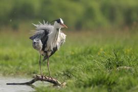 Czapla siwa - Ardea cinerea -Grey Heron