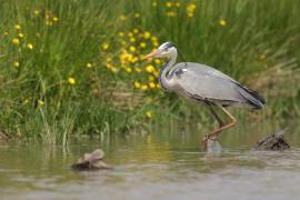 Czapla siwa - Ardea cinerea -Grey Heron