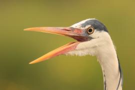 Czapla siwa - Ardea cinerea -Grey Heron