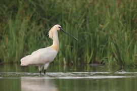 Warzęcha - Platalea leucorodia - Eurasian Spoonbill