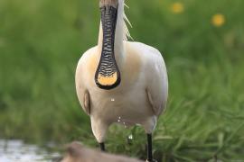 Warzęcha - Platalea leucorodia - Eurasian Spoonbill