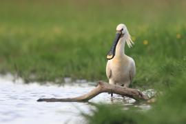 Warzęcha - Platalea leucorodia - Eurasian Spoonbill