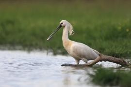 Warzęcha - Platalea leucorodia - Eurasian Spoonbill