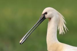 Warzęcha - Platalea leucorodia - Eurasian Spoonbill