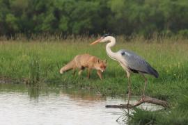 Czapla siwa - Ardea cinerea -Grey Heron