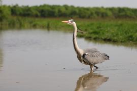 Czapla siwa - Ardea cinerea -Grey Heron