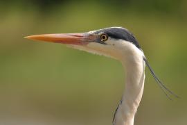 Czapla siwa - Ardea cinerea -Grey Heron