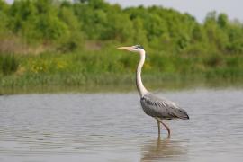 Czapla siwa - Ardea cinerea -Grey Heron