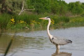 Czapla siwa - Ardea cinerea -Grey Heron
