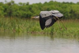 Czapla siwa - Ardea cinerea -Grey Heron